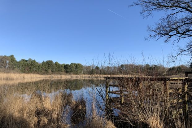 View of the pond and the viewing platform with lovely blue sky