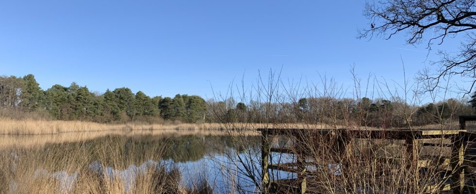 View of the pond and the viewing platform with lovely blue sky