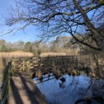 View of a boardwalk around the edge of the pond