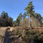 Path going through a heathy area with heather and pines