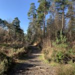 Path going through a heathy area with heather and pines