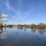 Lovely blue sky day with geese swimming on the river and Chertsey Bridge in the distance