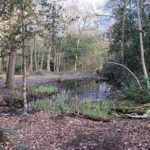 Photo of a woodland pond