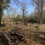 Photo of a recently thinned woodland with hazel fencing