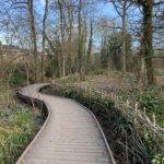 Photo of a curving boardwalk alongside recently thinned woodland
