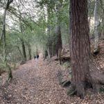 Photo of a woodland path