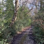 Photo of a rather muddy woodland path!