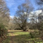 Photo of a path leading through open woodland, with blue sky behind