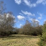 Photo of a grassy area surrounded by birch and gorse, with blue sky behind