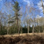 Photo of birch woodland with blue sky behind
