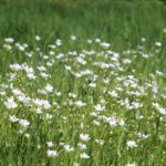 Meadow full of the white flowers of Greater Stitchwort
