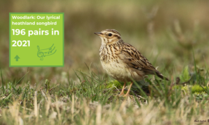 Photo of a woodlark with a graphic showing that there were 196 pairs in 2021, slightly up on the previous season