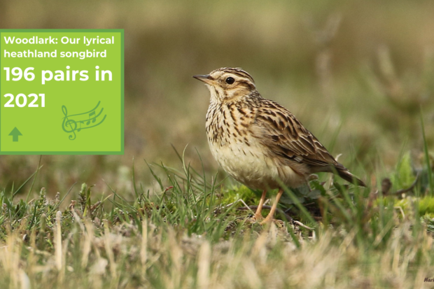 Photo of a woodlark with a graphic showing that there were 196 pairs in 2021, slightly up on the previous season