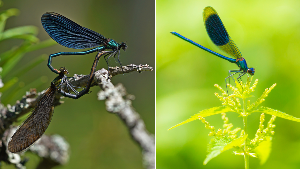 Montage showing the two different damselflies, with solid band on the righthand, banded demoiselle