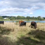 Attractive photo of cattle grazing with the lake in the background