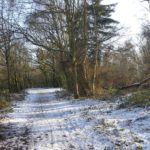 Pretty photo of a snowy woodland path