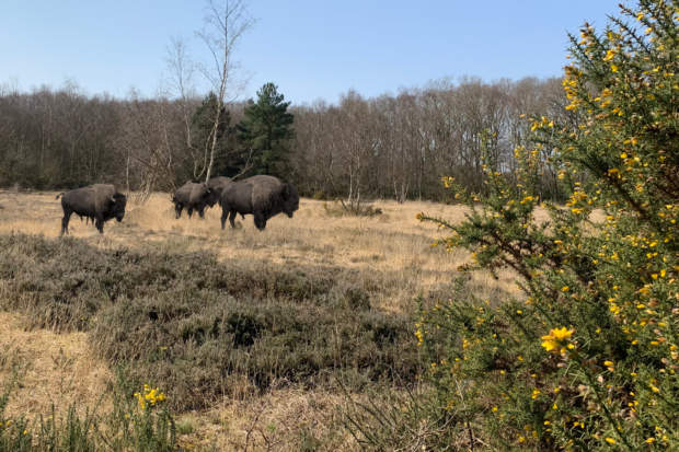 Photo of Thames Bison roaming across local heathland