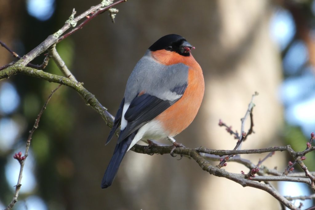 Photo of a male bullfinch showing off his smart black head and pinky-coloured breast