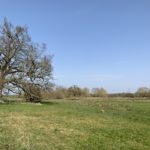 Photo of nice old oak tree on a flat meadow