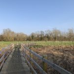 View of wooden boardwalk across a wetland area