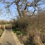 View of the meadows at winter, showing lovely mature oak tree at the entrance to a boardwalk