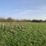 View of the meadows at winter, showing newly planted trees