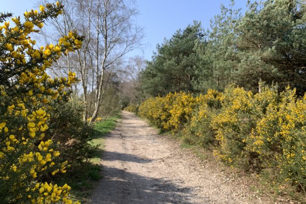 Photo of a nice view across the heathland with yellow gorse in flower