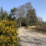 Photo of a nice view across the heathland with yellow gorse in flower