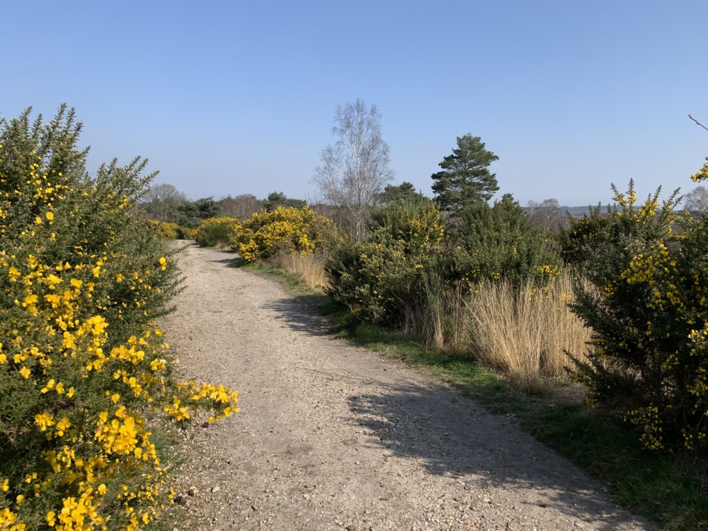 Photo of a nice view across the heathland with yellow gorse in flower