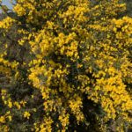 Yellow gorse in flower