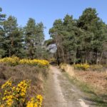 Photograph of heathland with bright yellow gorse in flower