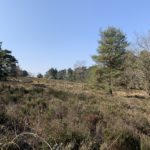 Photo of a nice view across open heathland, with low-growing heather