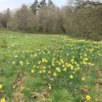 Photo of a drift of daffodils through the meadow