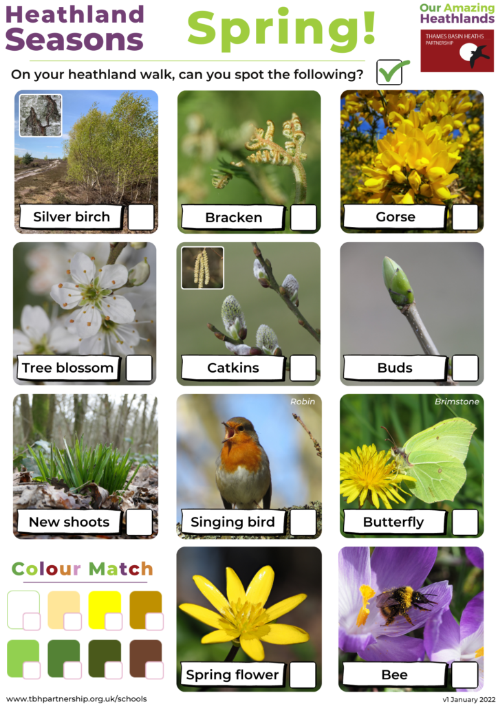 Image of a spring spotter sheet