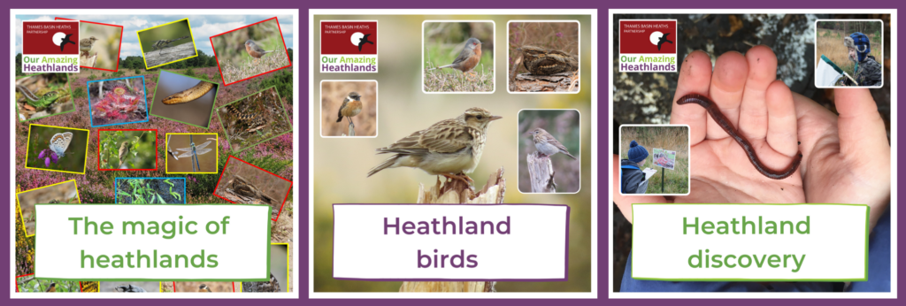 A montage of heathland education sessions offered