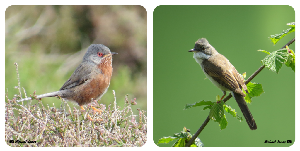 A photo of a Dartford Warbler and a Common Whitethroat