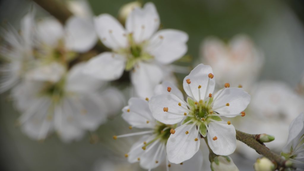 A photo of tree blossom