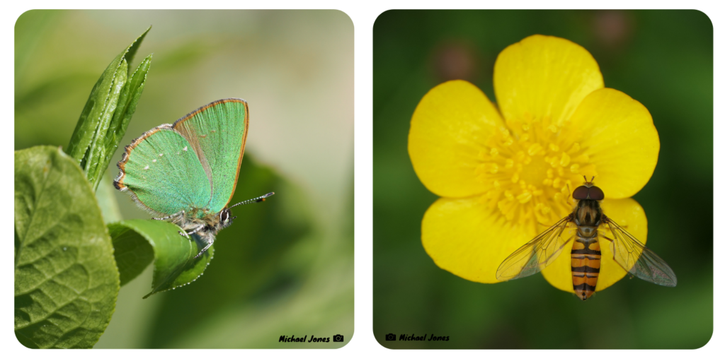 Photos of a reen Hairstreak butterfly and a Marmalade Hoverfly on Lesser Celandine