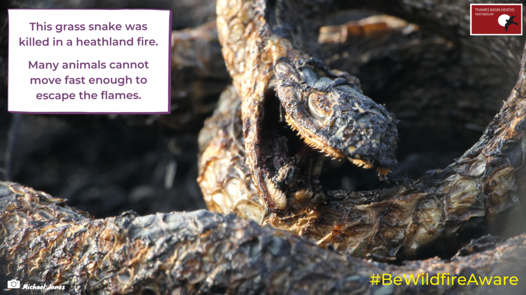 A photo of a burnt Grass Snake killed by a wildfire