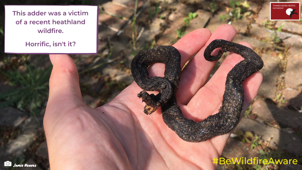 A photo of a dead Adder in someone's hand, killed by a wildfire