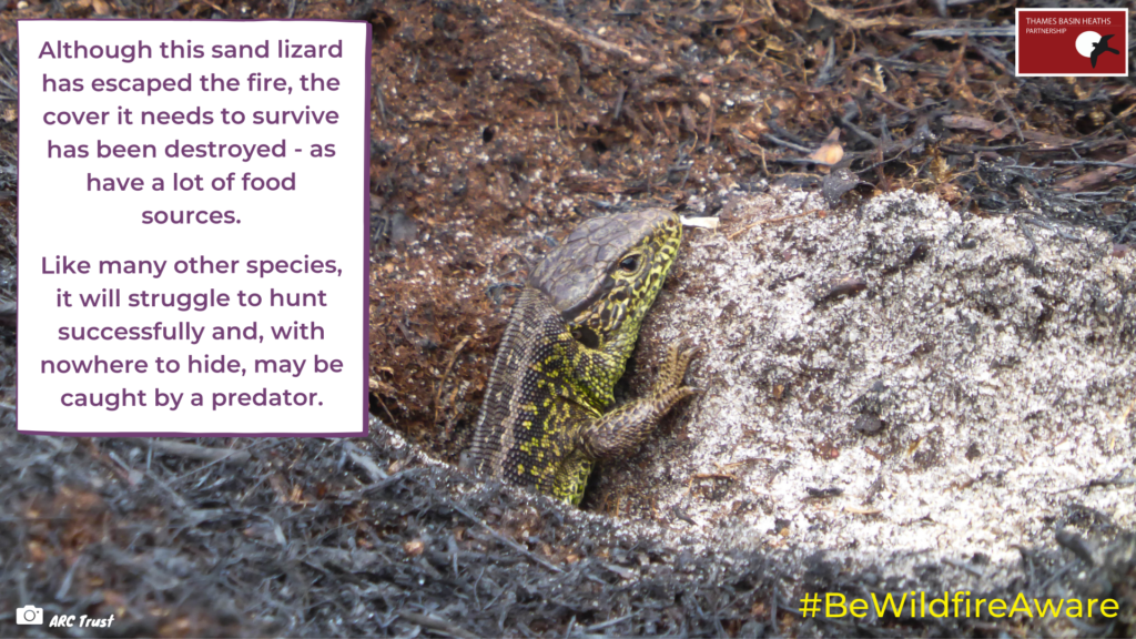 A photo of a Sand Lizard poking his head out of a hole looks at a blackened landscape following a wildfire