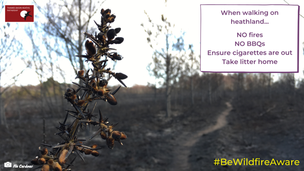 A photo of burnt gorse with a graphic detailing how to avoid wildfires