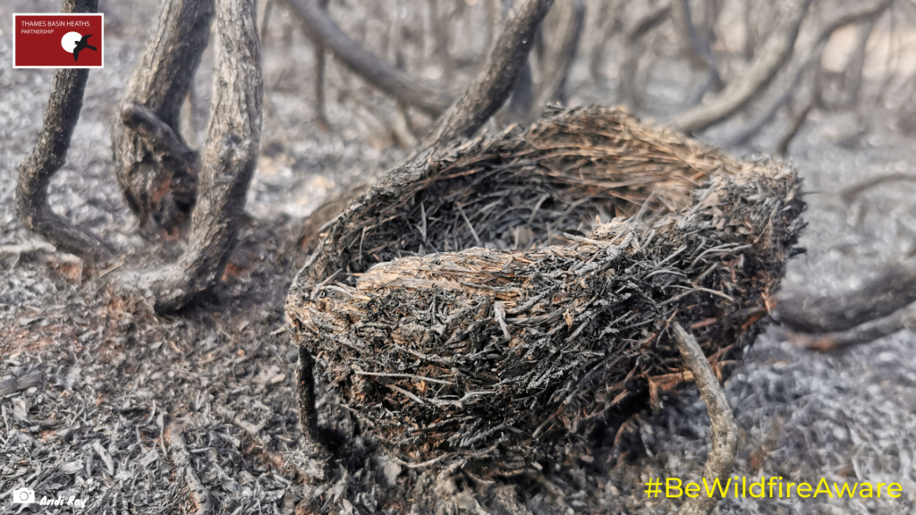 A charred bird's nest destroyed by a heathland wildfire