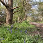 Photograph of bluebells in flower