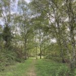 Photograph of woodland path lined with birch trees