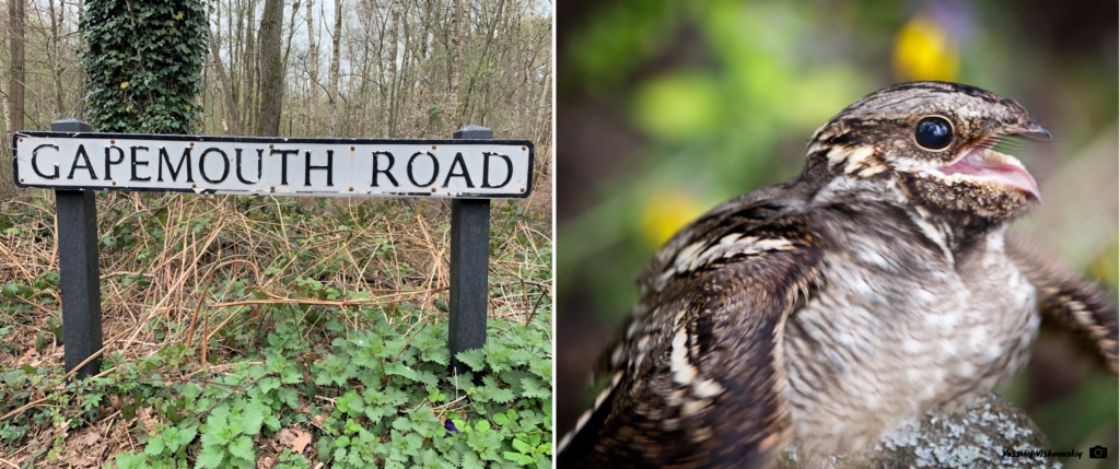 Photos of Gapemouth Road sign and a Nightjar