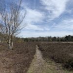 Photo of an area of mature heather, ideal for ground-nesting birds, with a small path running through it