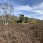 Photo of an area of mature heather, ideal for ground-nesting birds