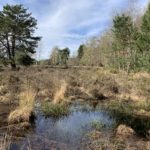 Photo of a boggy area