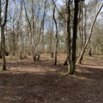 Photo of one of the woodland paths